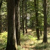 Cours indicatifs\ndu march&eacute; des bois